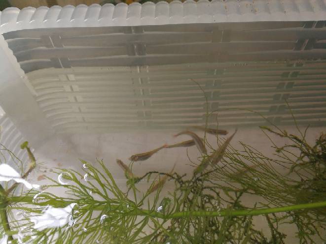为什么白云金丝鱼肚子很大了三个多月一直不产卵有莫丝和金鱼藻做巢呀