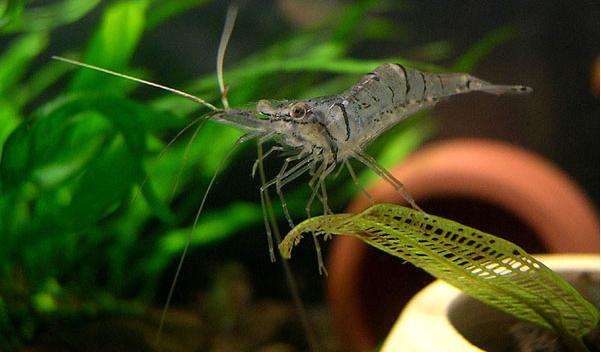 求问中华小长臂虾又叫秀丽白虾草缸中能繁殖吗