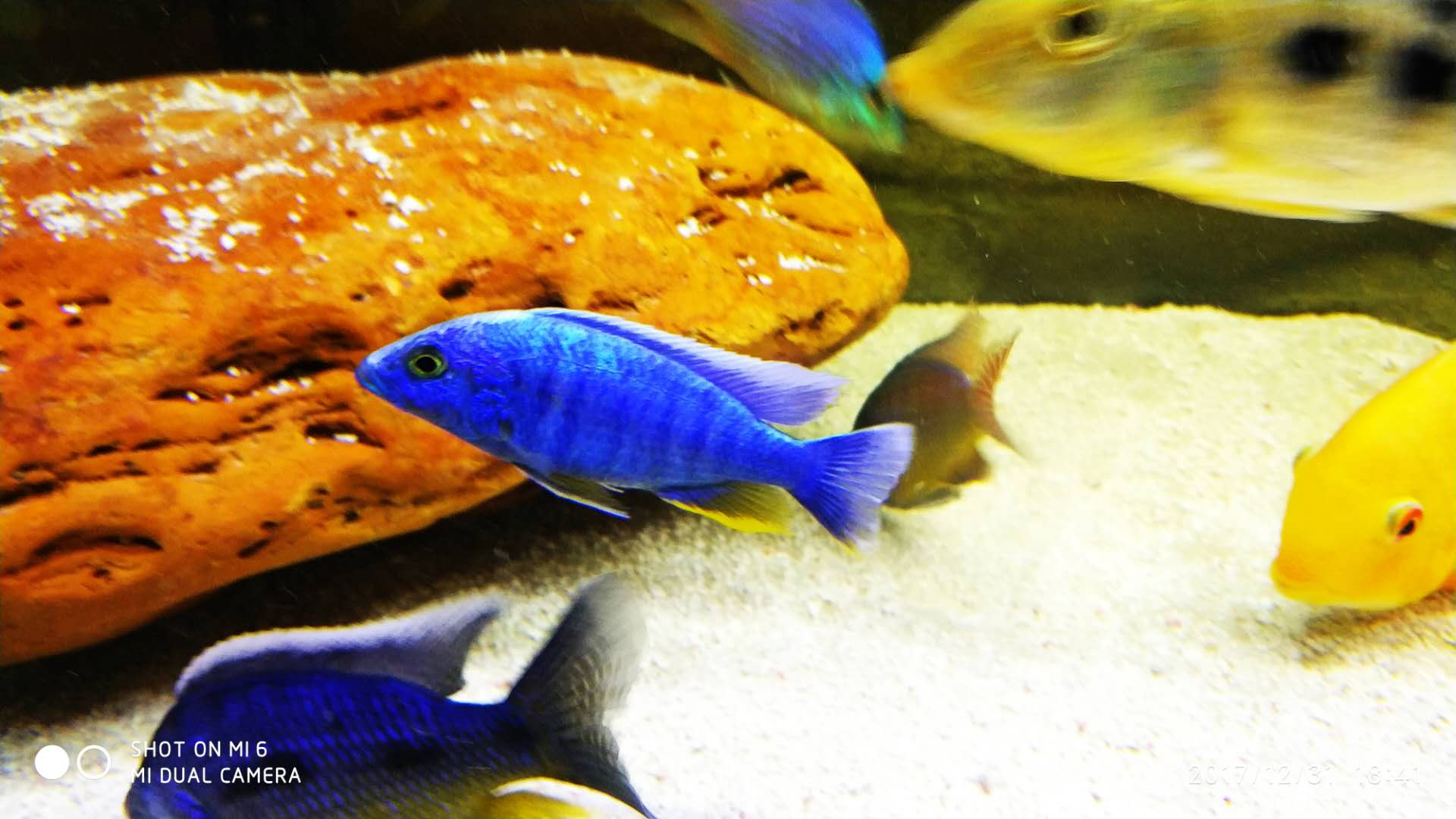 这是什么鱼有喜欢蓝色系的朋友吗