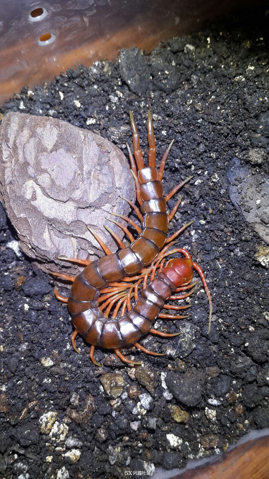 南美蜈蚣食母图片