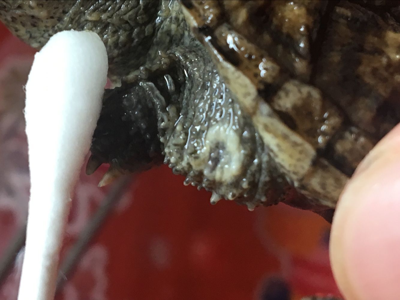 鳄龟脖子腐皮图片图片