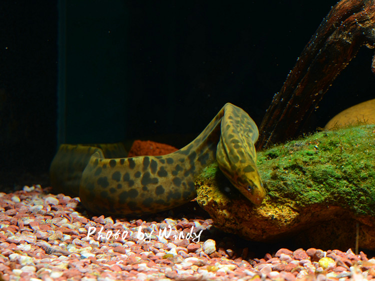 黄金豹纹鳗