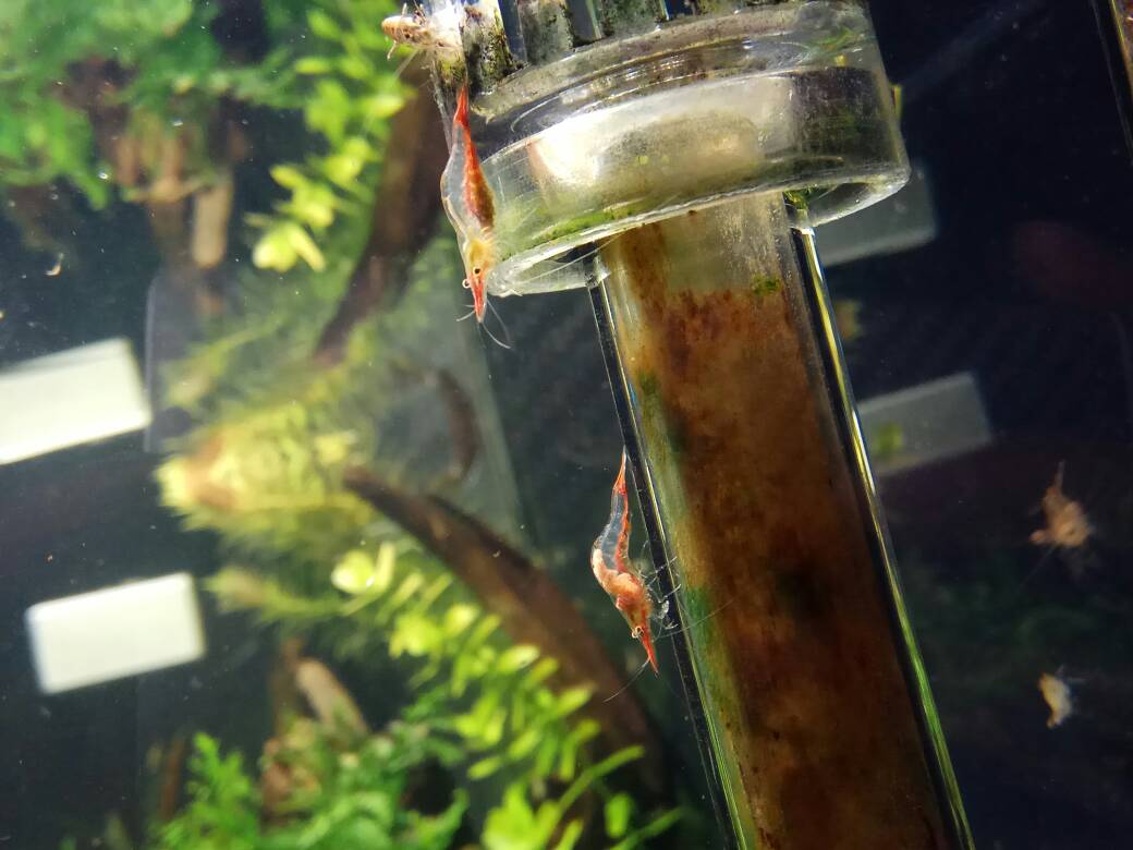 国产红鼻虾淡水繁殖图片