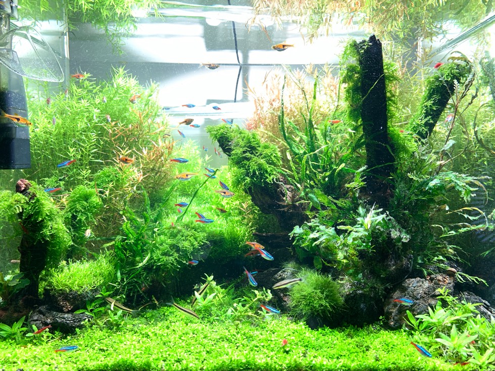 60厘米鱼缸水草造景图图片