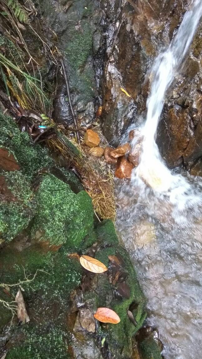 苔藓转水成莫斯图片