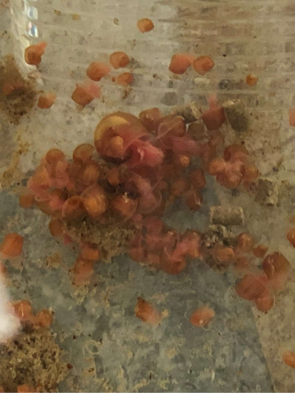 淡水螺产卵图片
