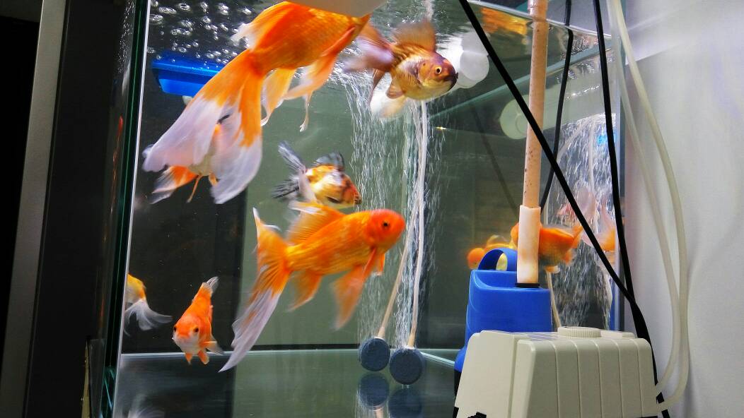 鹤顶红金鱼产卵图片