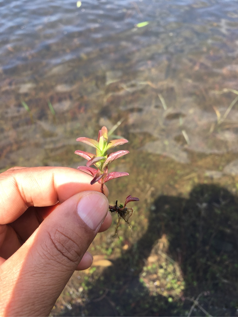 野生水草