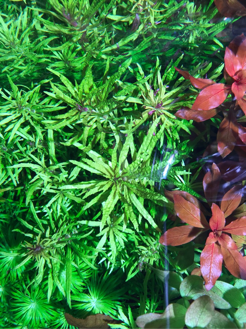 紫三角水草种植条件图片
