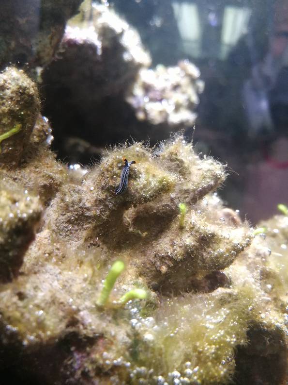 小缸里的海蛞蝓,有人见过这种吗? 
