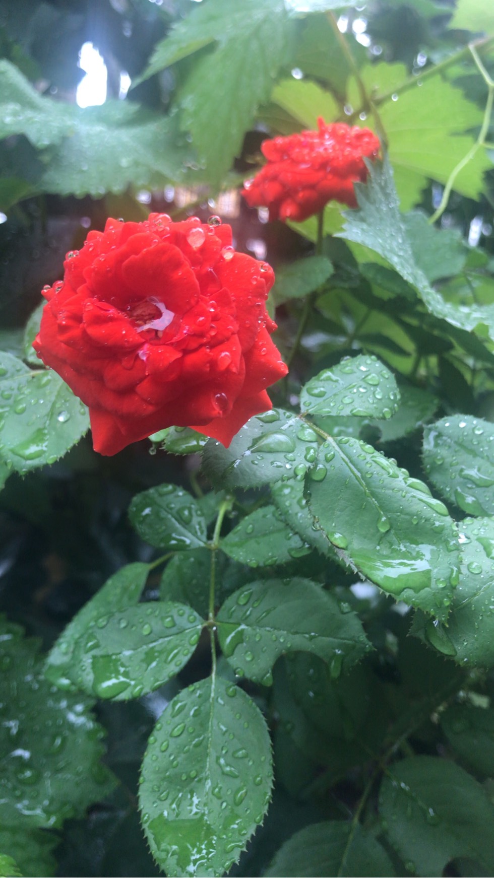 雨里的花花!很漂亮