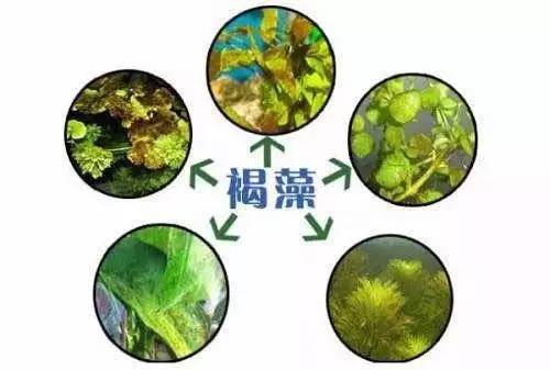 褐藻的处理办法