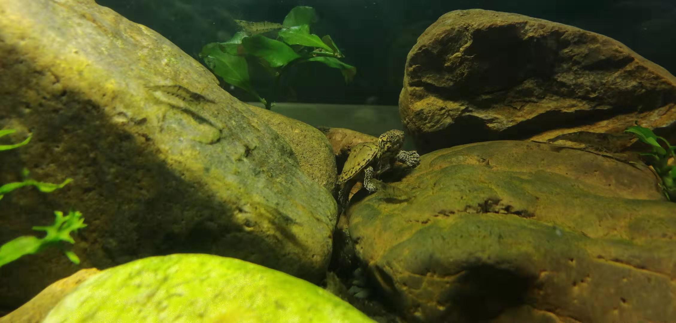 生态缸里的虎纹龟