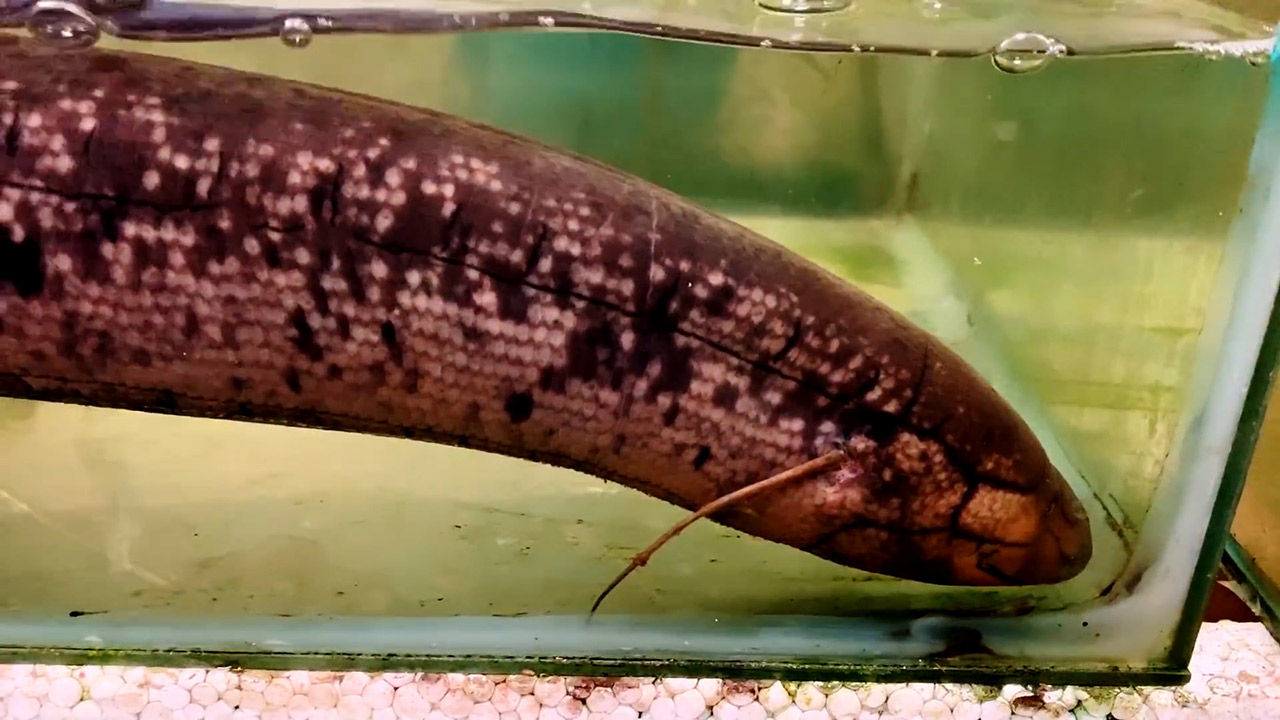 lungfish1.jpg