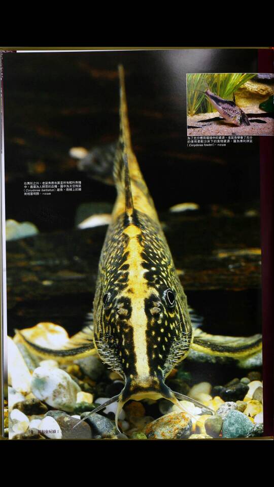 异型鱼品种大全书籍图片