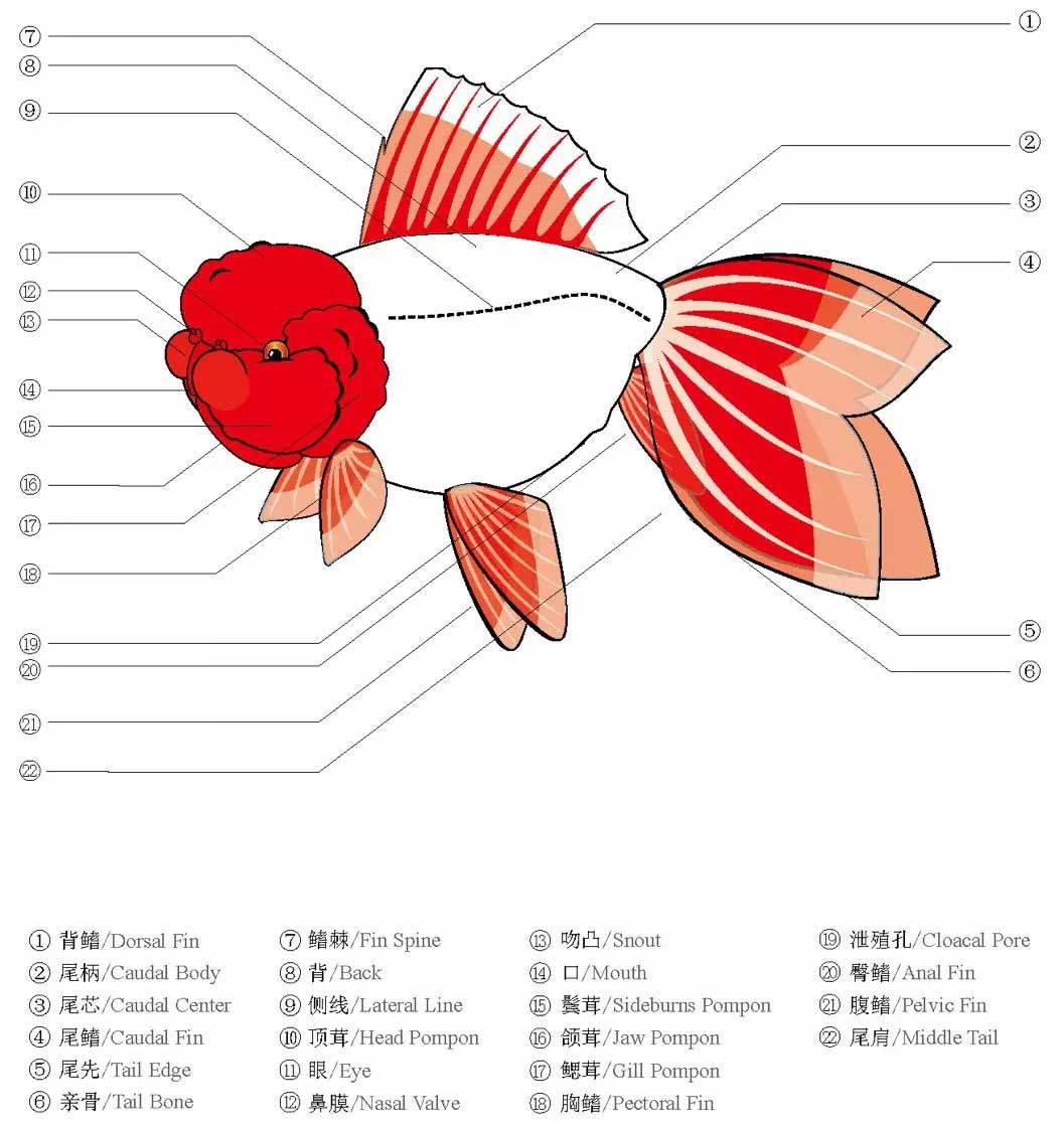 金鱼身体各部位名称(中国金鱼图鉴)