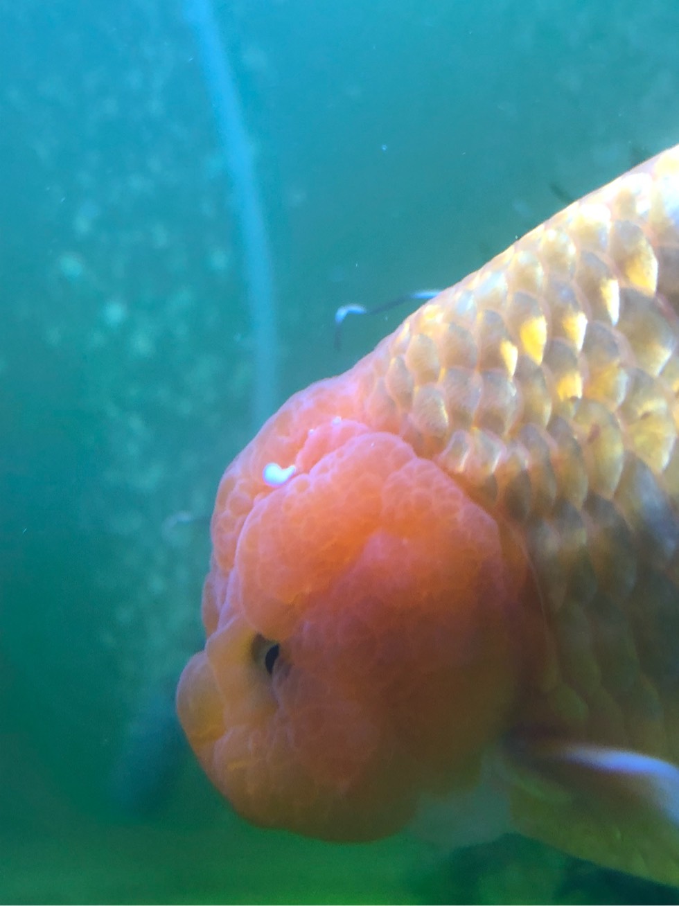 金鱼身上扁扁的虫子图片