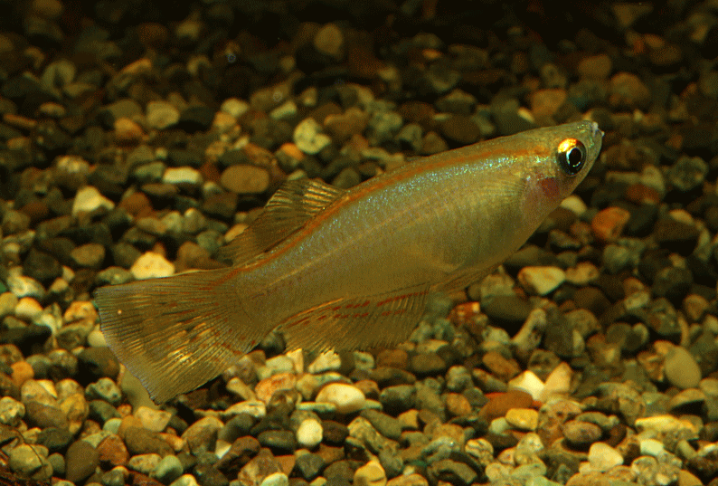 Procatopus_similis001-1.gif