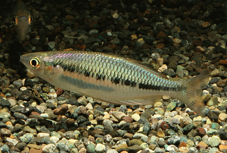 多种彩虹鱼品种rainbowfish