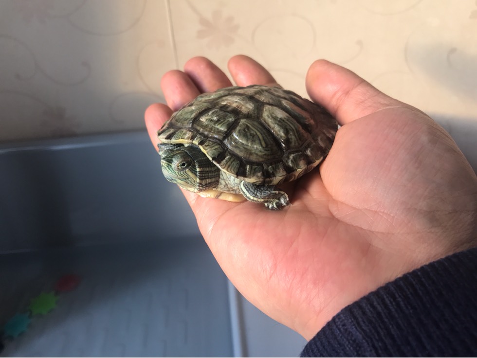 69 送一只两岁的巴西龟  2018年在小区拾到瓶盖大小的巴西龟幼崽,没