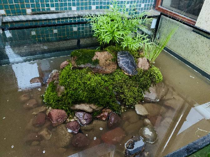 室外乌龟池设计图图片