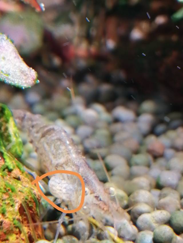 黑壳虾寄生虫图片