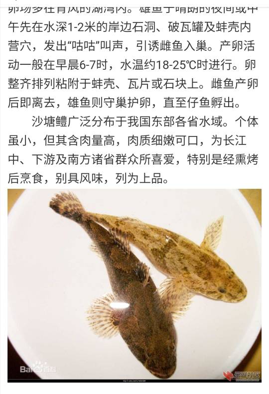 汉江鱼种名称和图片图片
