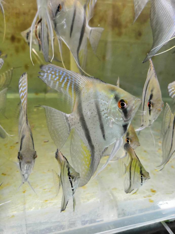 秘鲁燕鱼公母区别图图片