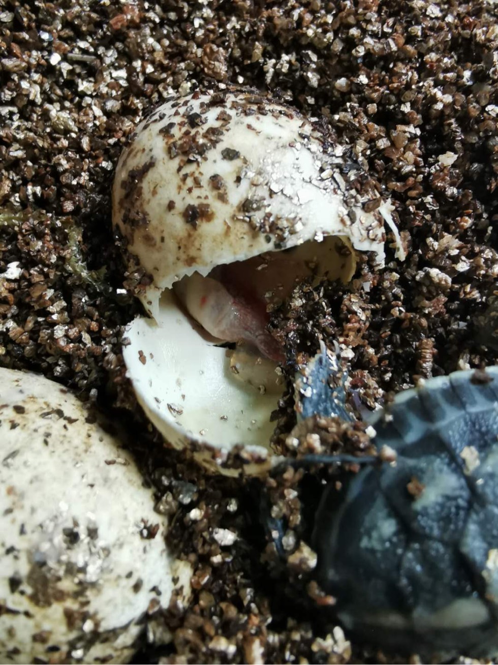 巴西龟产卵图片图片