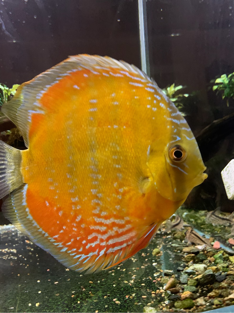 这鱼颜色太鲜艳了橘黄色