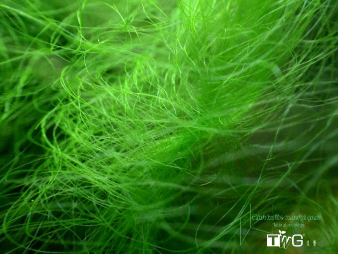 像头发丝一样一根根的藻是什么藻