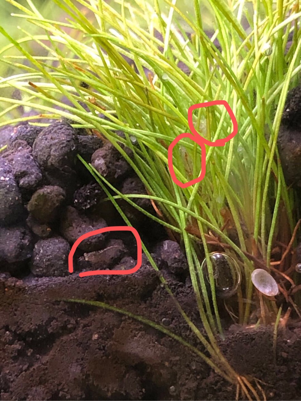 黑壳虾产卵过程图片
