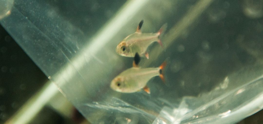 cheridon-hyphessobrycon-sp..jpg