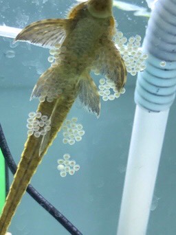 皇冠鱼繁殖过程图片