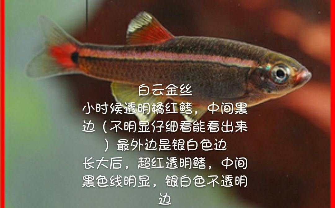 白云金丝鱼公母图片