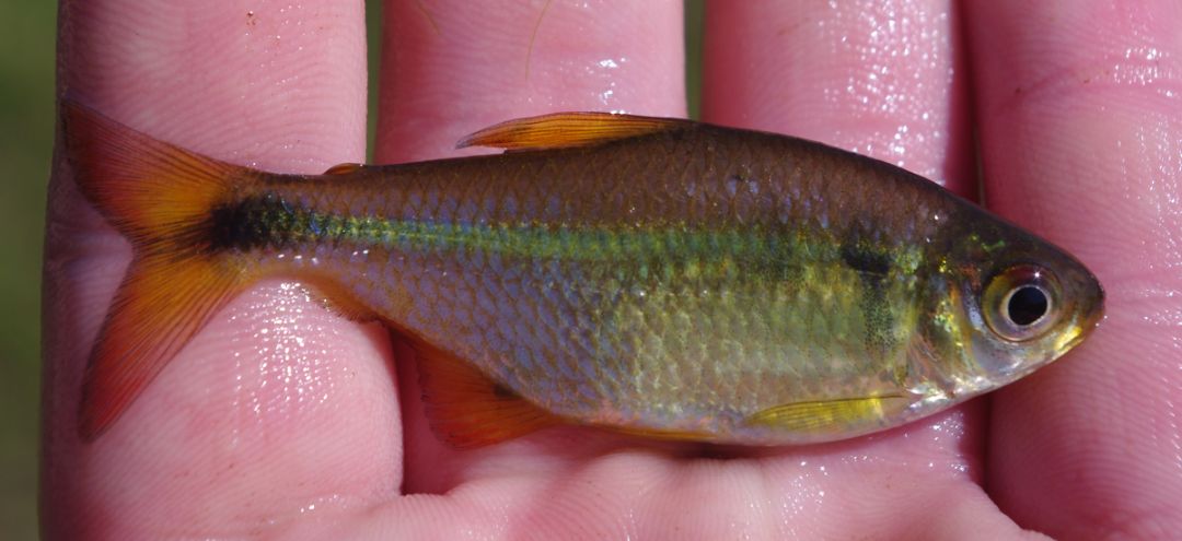 Hyphessobrycon luetkenii - Cerro Largo.jpg