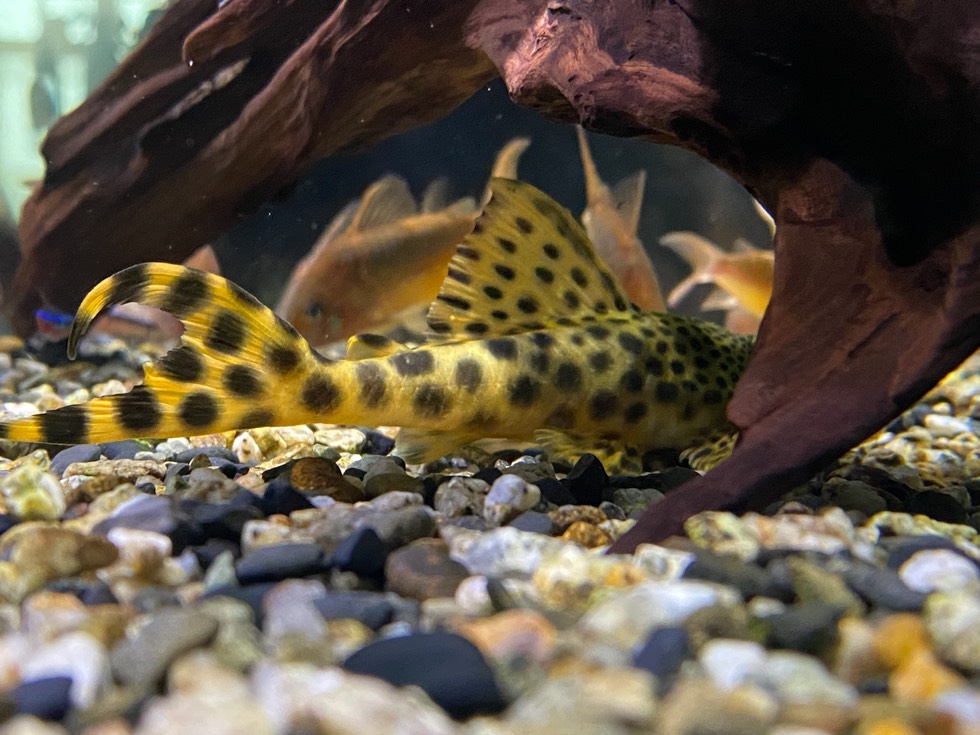 黄金美洲豹异型鱼繁殖图片