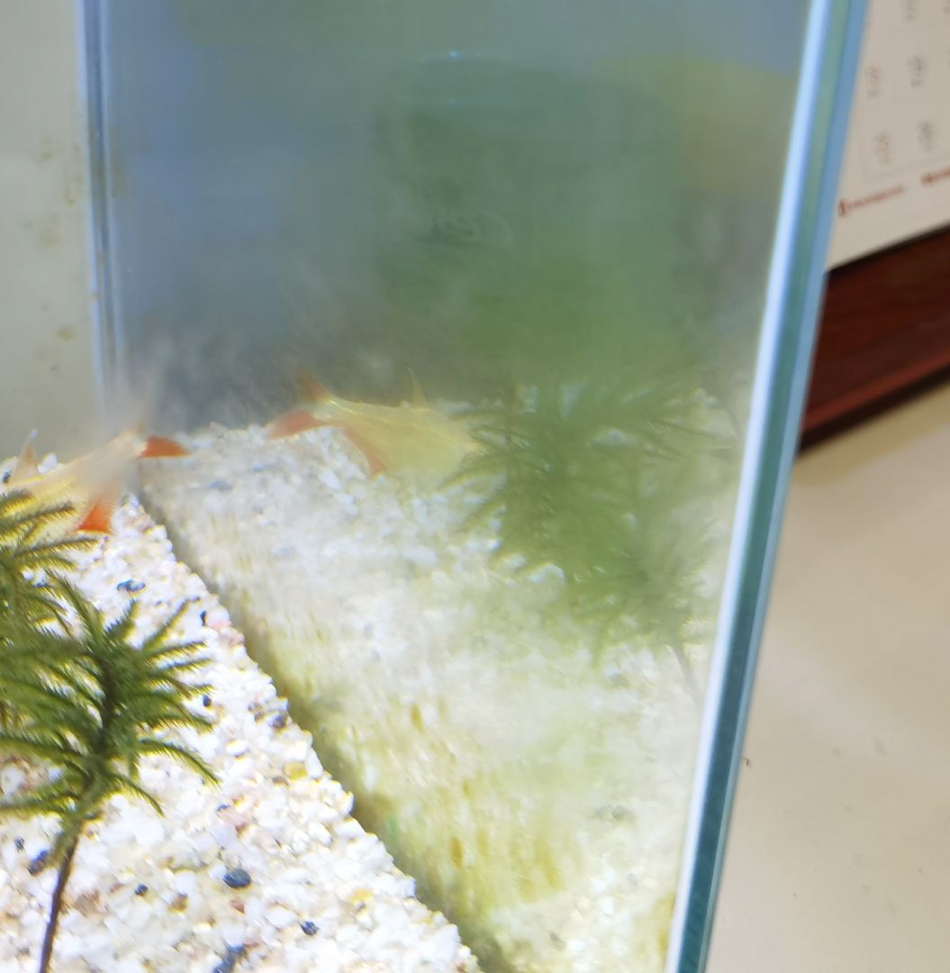 鱼缸玻璃一层白色污垢图片
