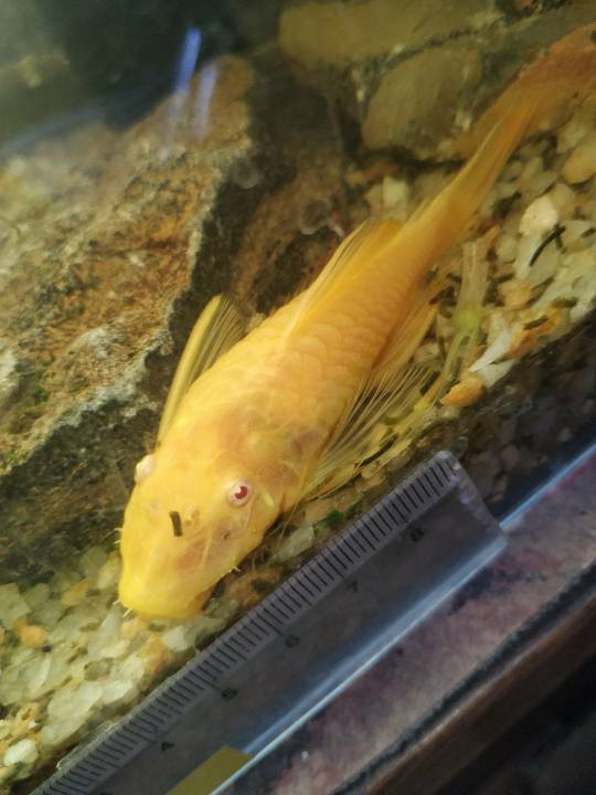 黄金胡子鱼温度图片