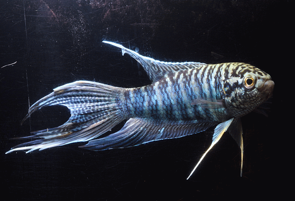 zebra fish设计图片