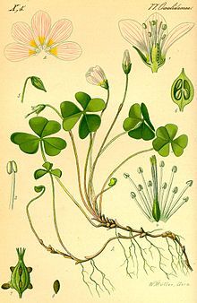 220px-Oxalis_acetosella_1885_crop.jpg