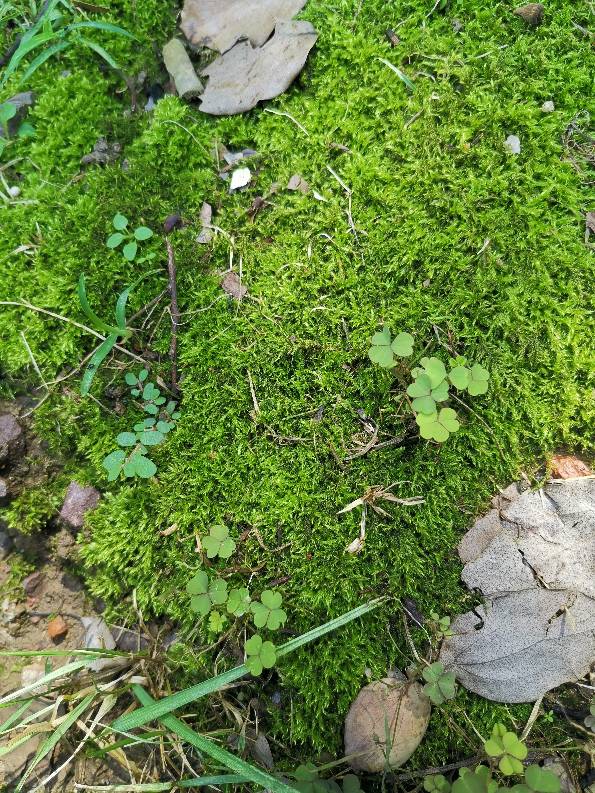 请教大神小区里见到的这是什么苔藓?是白发吗?