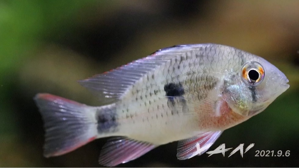 玻利维亚凤凰鱼分雌雄图片