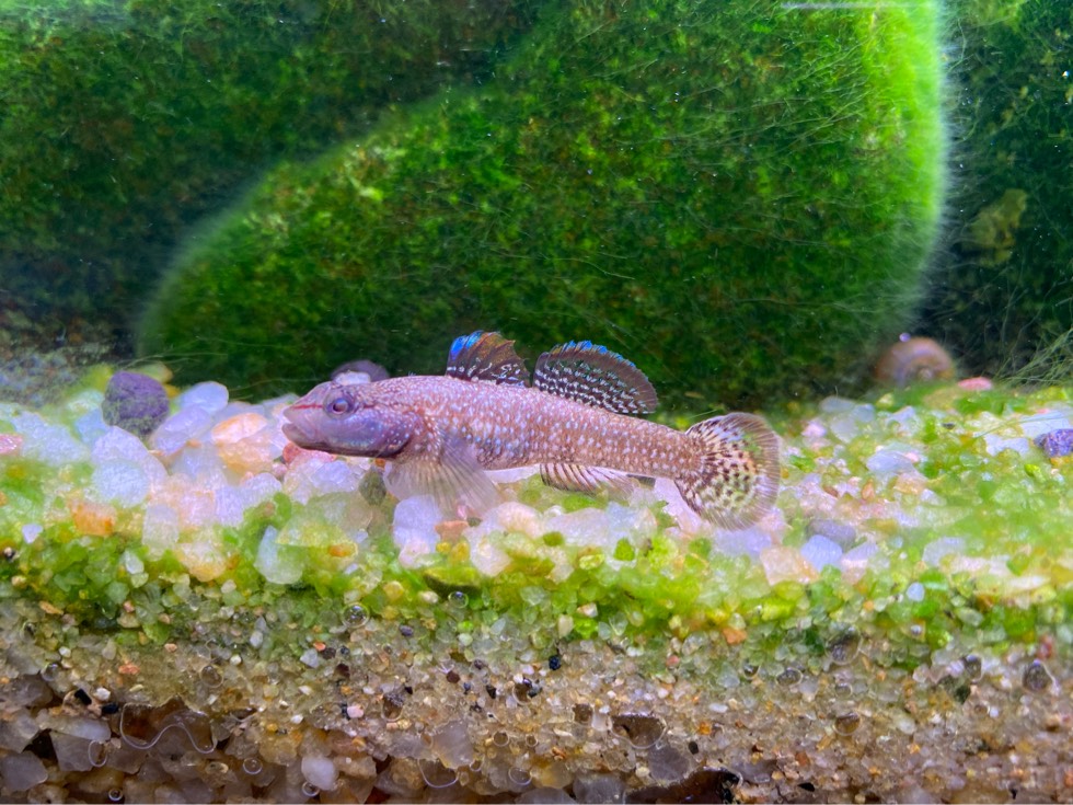 虾虎开始发色了!