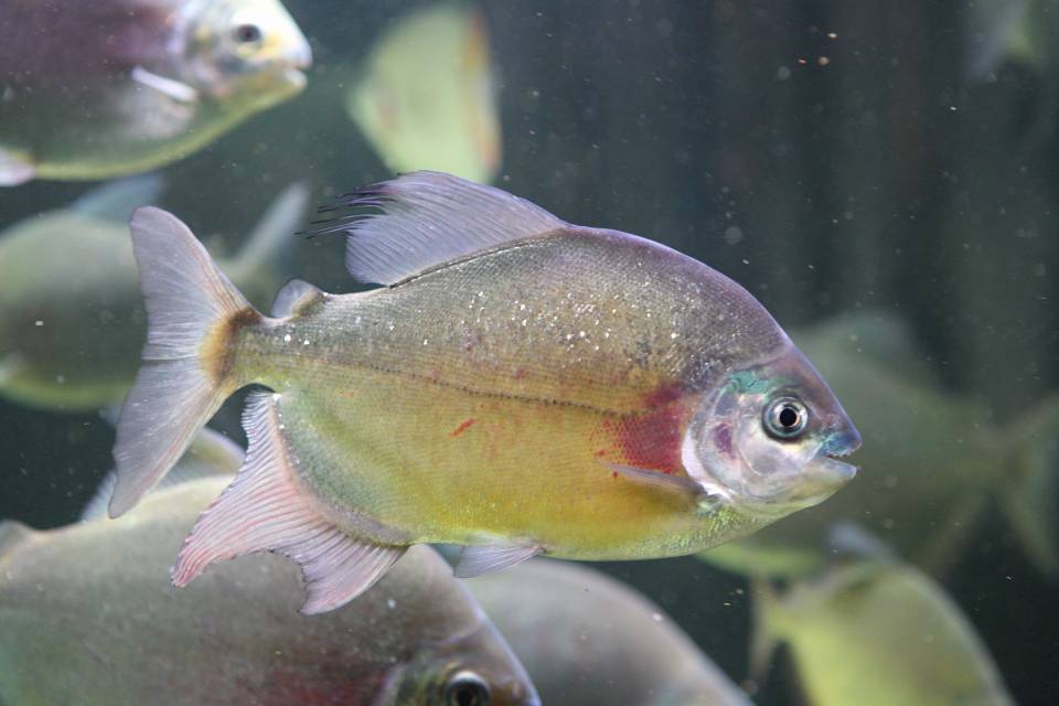 银板鱼繁殖条件图片