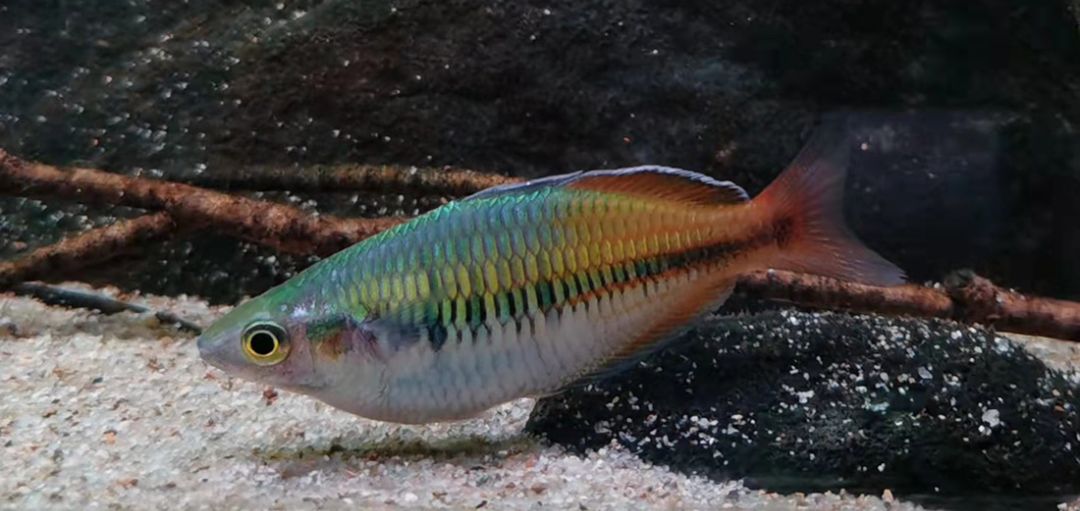 常见的澳洲彩虹鱼