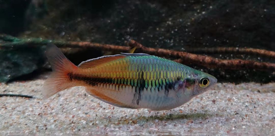 常见的澳洲彩虹鱼