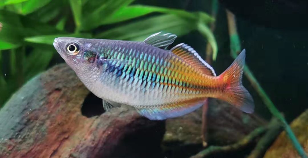 澳洲彩虹鱼品种大全图片