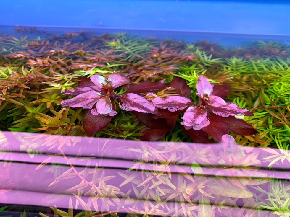 紫红丁香水草水上叶图片