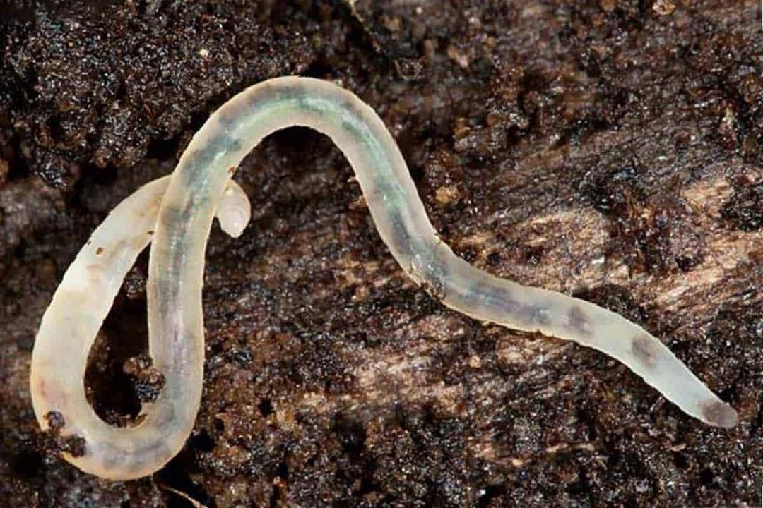 Grindal-Worms-Enchytraeus-buchholzi-Culture-Guide.jpg